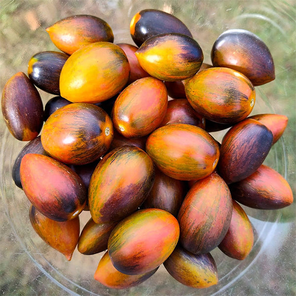 Tomato (Cherry), Magic Bullet (Organically Grown Seeds)