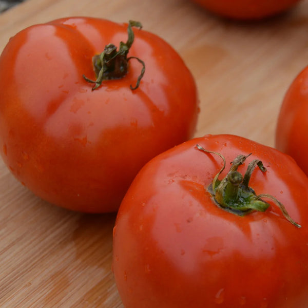 Tomato (Regular), Manitoba (Organically Grown Seeds)