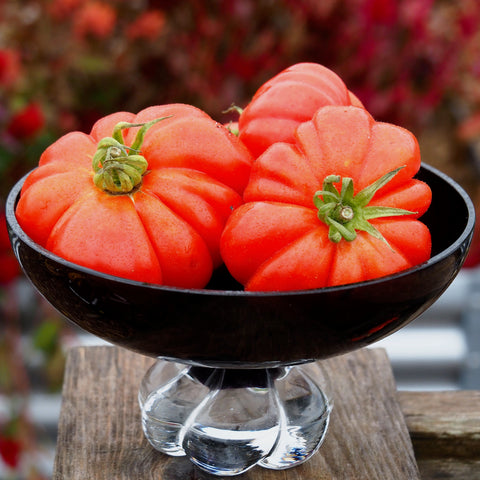 Tomato Mixer Collection - Set of 5 in root developer pots