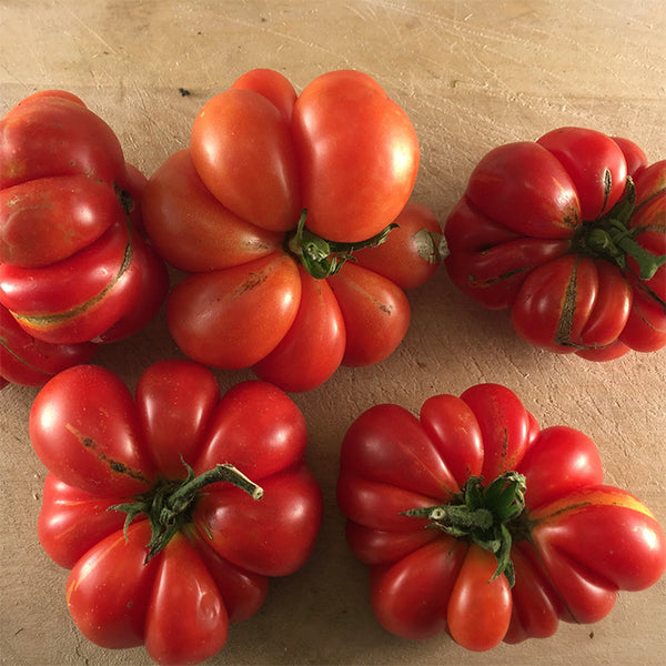 Tomato (Regular), Reisentomate (Certified Organic Seeds)