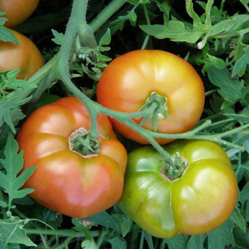 Tomato (Regular), Silvery Fir Tree (Organically Grown Seeds)