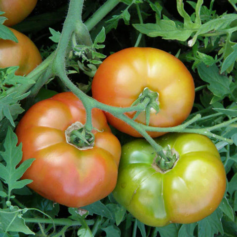 Tomato (Regular), Silvery Fir Tree (Organically Grown Seeds)