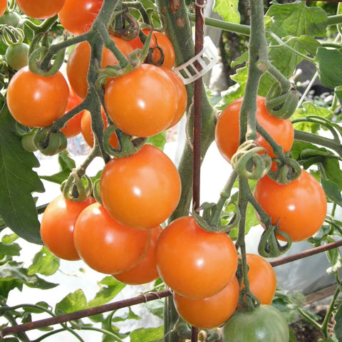 Tomato (Cherry), Sungold (Organically Grown Seeds)