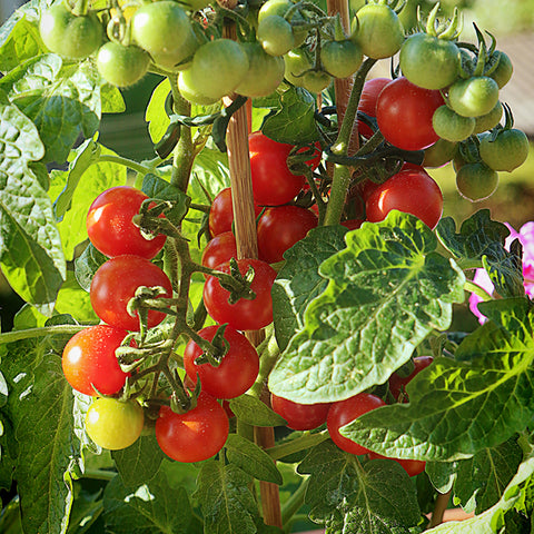 Seeds - Tomato (Cherry), Tiny Tim OG (SGH)