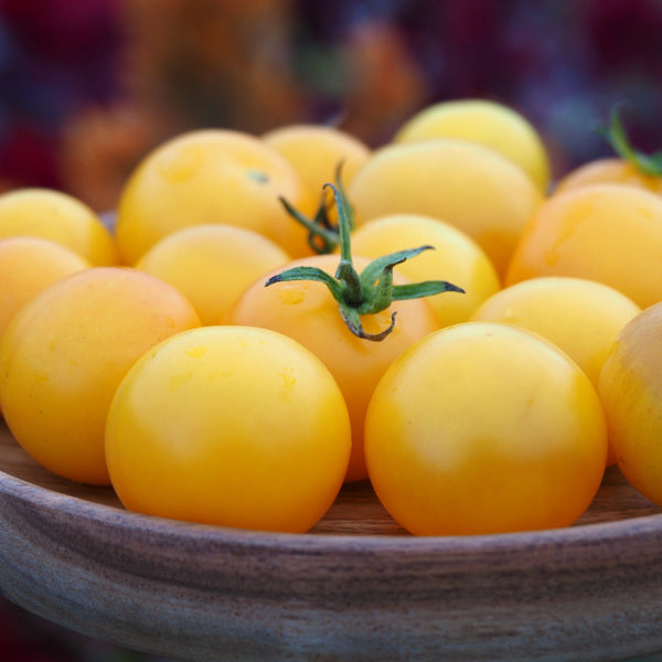 Tomato (Cherry), Variegated Potato Leaf Yellow (Naturally Grown Seeds)