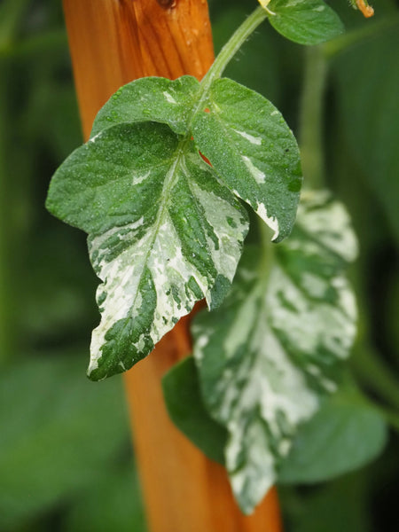 Tomato (Cherry), Variegated Potato Leaf Yellow (Naturally Grown Seeds)