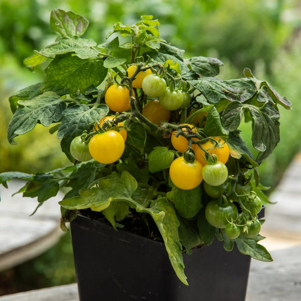 Tomato (Cherry), Yellow Canary (Organically Grown Seeds)