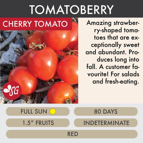 Tomatoberry F1 - Tomato Plant Pre-Order 2026