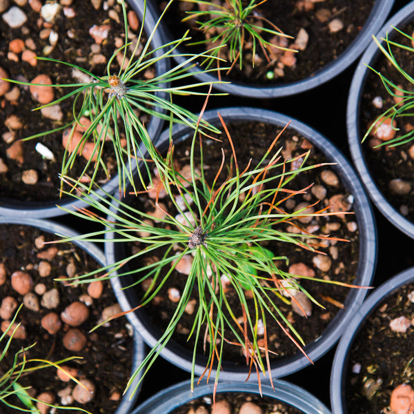 Workshop - Growing Hardy Trees & Shrubs From Seed  (Saturday, February 1, 2025 - 1:00 pm)