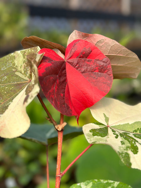 Live Plant - Tricolor Hibiscus (Tiliaceus mahoe)