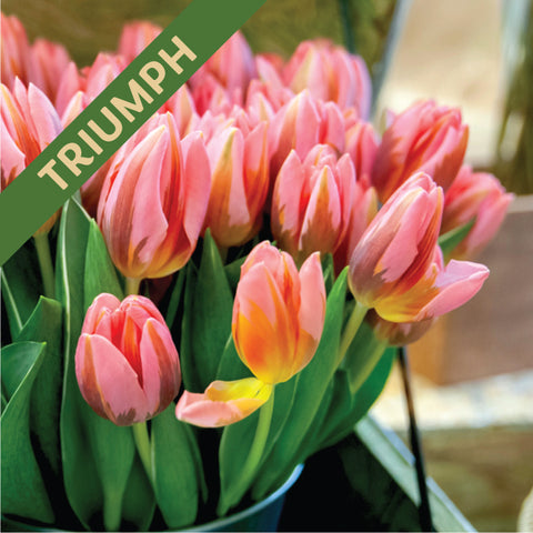 Fall Flower Bulbs 2026 - Tulip, Pretty Princess (Triumph)