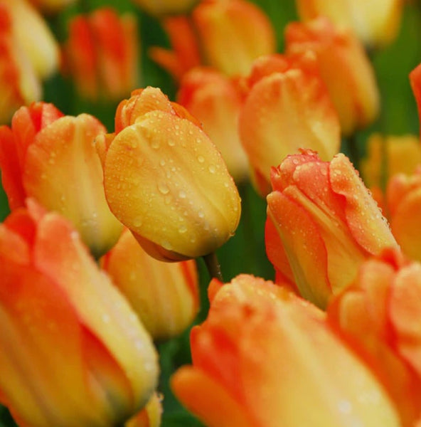 Bulbs - Tulip 'Daydream' - PREORDER