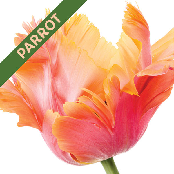 Fall Flower Bulbs 2026 - Tulip, Amazing Parrot