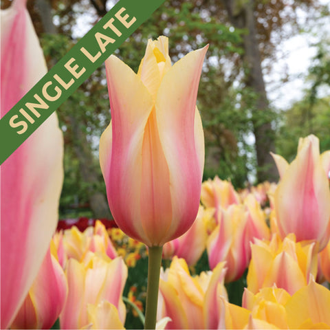 Fall Flower Bulbs 2026 - Tulip, Blushing Lady (Single Late)