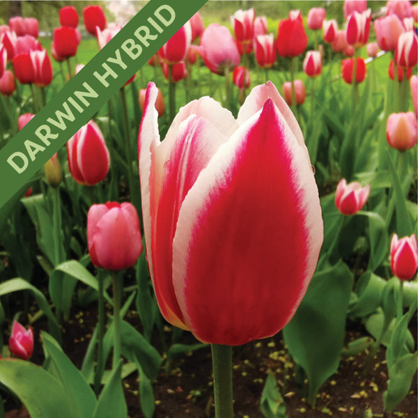 Fall Flower Bulbs 2026 - Tulip, Candy Apple Delight (Darwin Hybrid)