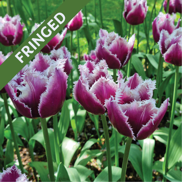Fall Flower Bulbs 2026 - Tulip, Crunchy Cummins (Fringed)