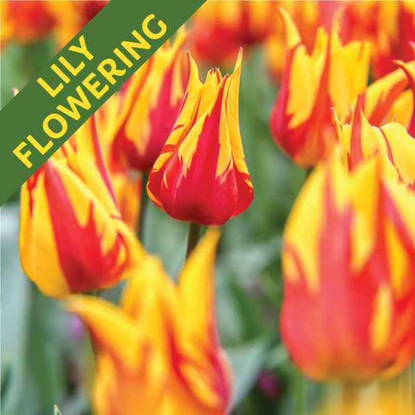 Fall Flower Bulbs 2026 - Tulip, Fireworks (Lily Flowering)