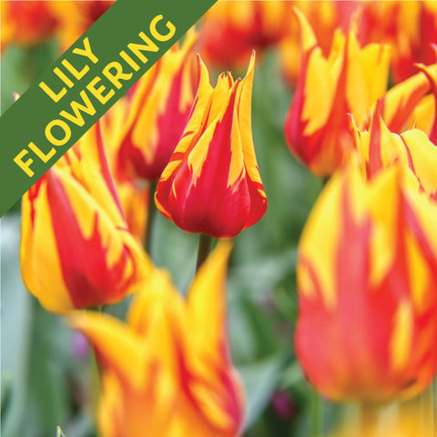 Fall Flower Bulbs 2026 - Tulip, Fireworks (Lily Flowering)