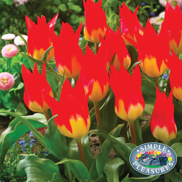 Bulbs - Tulip 'Flames Mystery'