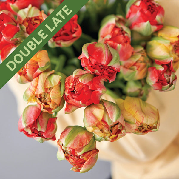 Fall Flower Bulbs 2026 - Tulip, Double Gudoshnik (Double Late)