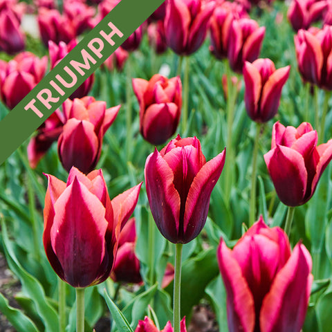 Fall Flower Bulbs 2026 - Tulip, Muvota (Triumph)