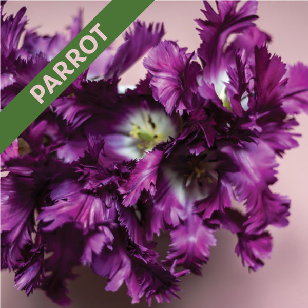 Fall Flower Bulbs 2026 - Tulip, Negrita Parrot
