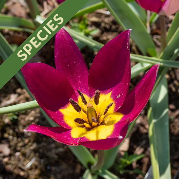 Fall Flower Bulbs 2026 - Tulip, Persian Pearl (Species)