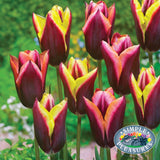 Bulbs - Tulip 'Striped Bats' - PRE-ORDER FOR FALL 2025