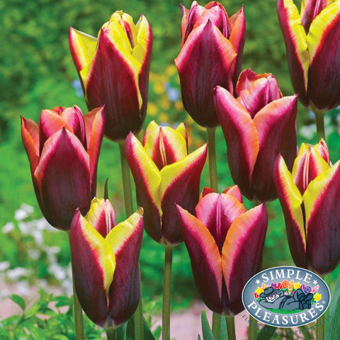 Bulbs - Tulip 'Striped Bats'