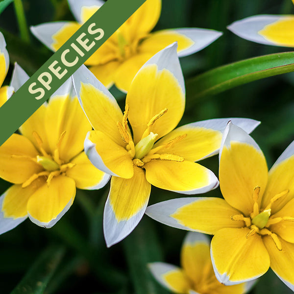 Fall Flower Bulbs 2026 - Tulip, Tarda (Species)