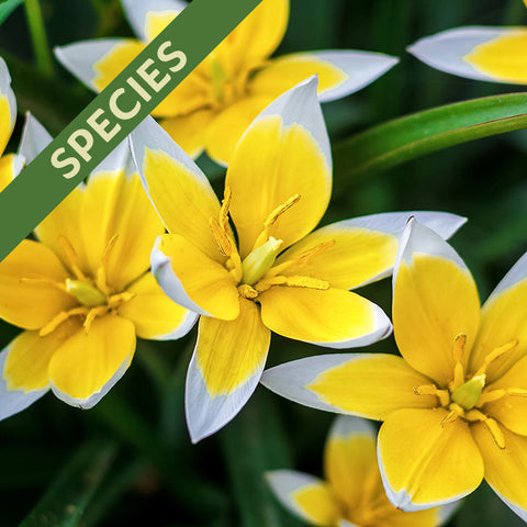 Fall Flower Bulbs 2026 - Tulip, Tarda (Species)