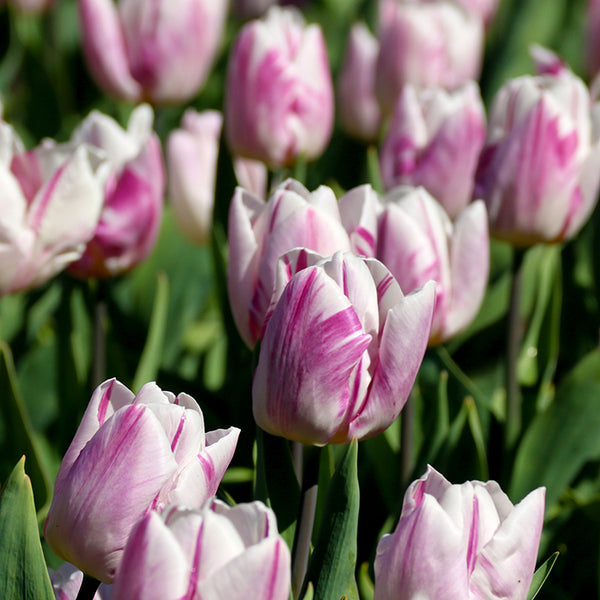 Bulbs - Tulip 'Happy Feet'