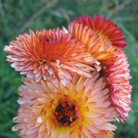 Calendula, Zeolights (Organically Grown Seeds)