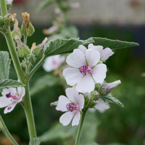 Marshmallow (Organically Grown Seeds)