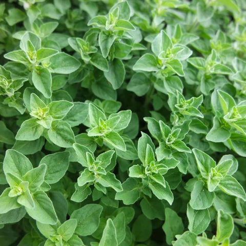 Oregano, Greek (Organically Grown Seeds)