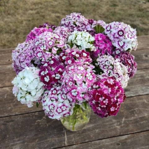 Dianthus, Hollandia Purple Crown Mix (Sweet William) (Organically Grown Seeds)