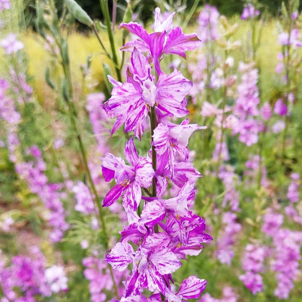 Larkspur, Splish Splash (Organically Grown Seeds)