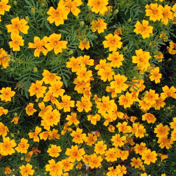 Marigold, Tangerine Gem (Organically Grown Seeds)