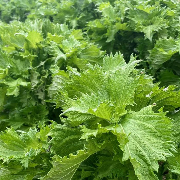 Perilla (Shiso), Ao (Organically Grown Seeds)