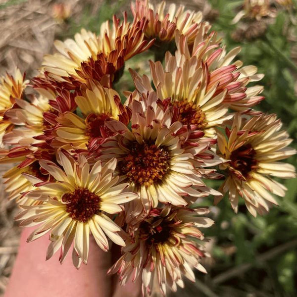 Calendula, Coffee and Cream (Organically Grown Seeds)