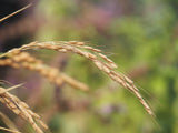 Rice, Duborskian (Certified Organic Seeds)