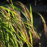 Rice, Duborskian (Certified Organic Seeds)