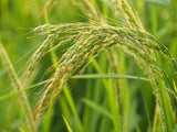 Rice, Duborskian (Certified Organic Seeds)