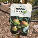 Pear, 'Ure' (Chinese pear)