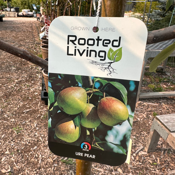 Pear, 'Ure' (Chinese pear)