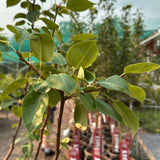 Pear, 'Ure' (Chinese pear)