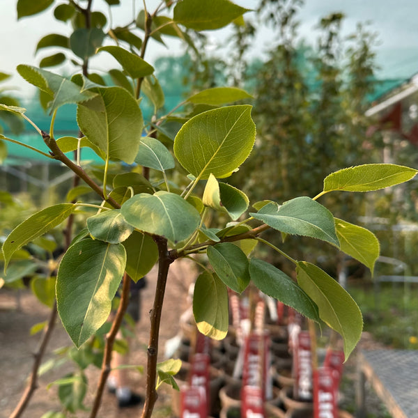 Pear, 'Ure' (Chinese pear)