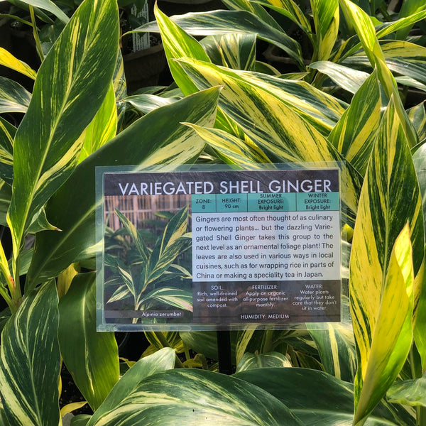 Live Plant - Ginger, Variegated Shell (Alpinia zerumbet)