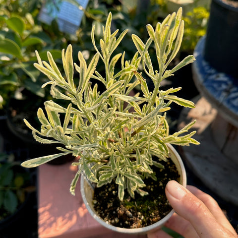 Live Plant - Variegated Lavender (Lavandula sp.)