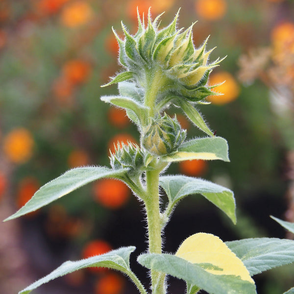 Workshop - Botanical Curiosities… Let’s Geek Out! (Saturday, October 26, 2024 - 11:00 am - 12:30 pm)